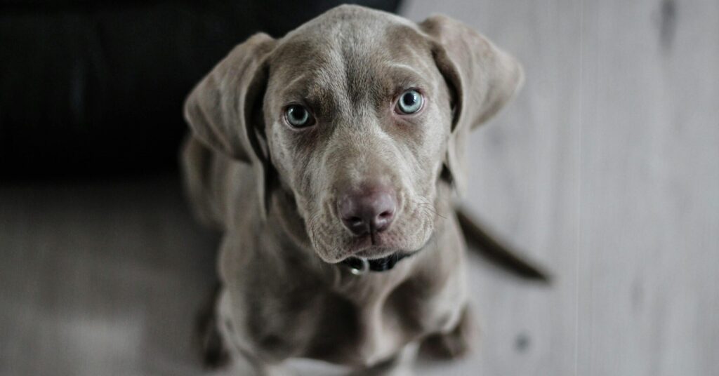 weimaraner-puppy-dog-snout-97082-97082 Adorable Weimaraner puppy with striking blue eyes looking attentively. Perfect pet portrait.