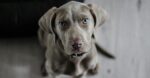 Adorable Weimaraner puppy with striking blue eyes looking attentively. Perfect pet portrait.